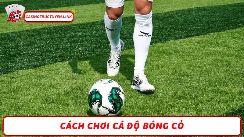 Cá độ bóng cỏ: Những điều bạn cần biết trước khi đặt cược