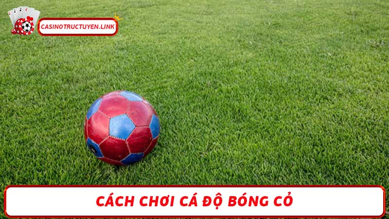 Cá độ bóng cỏ Những điều bạn cần biết trước khi đặt cược