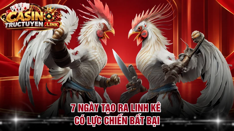 7 ngày tạo ra linh kê có lực chiến bất bại