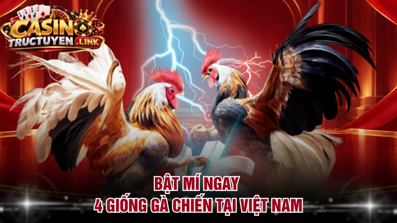 Bật mí ngay 4 giống gà chiến tại Việt Nam