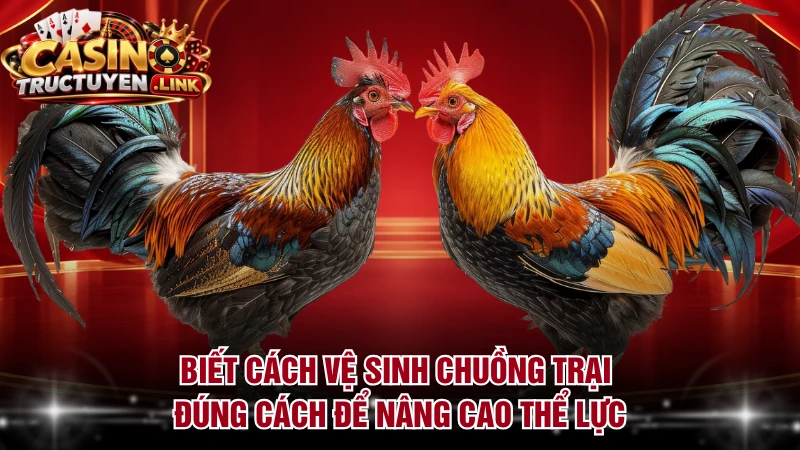 Biết cách vệ sinh chuồng trại đúng cách để nâng cao thể lực