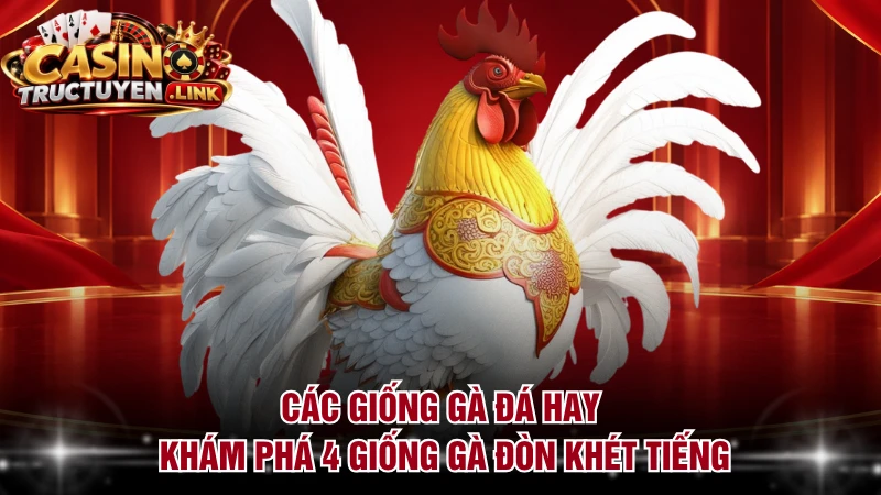 Các Giống Gà Đá Hay