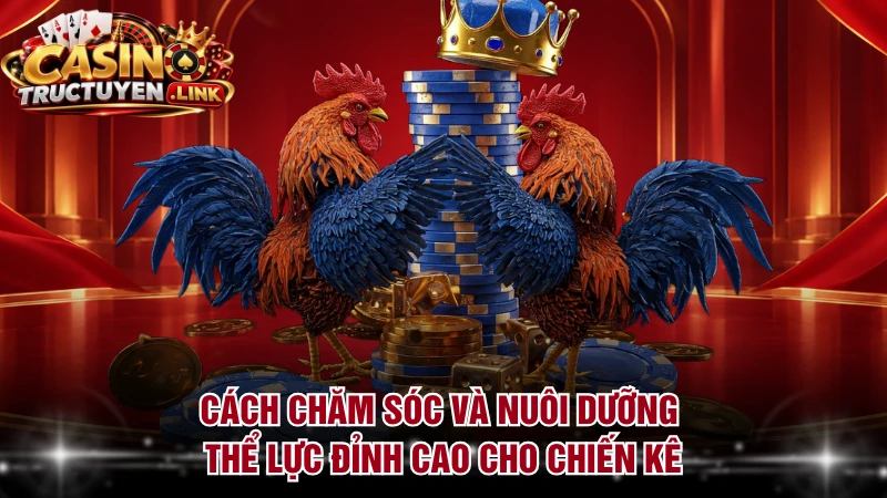 Cách chăm sóc và nuôi dưỡng thể lực đỉnh cao cho chiến kê