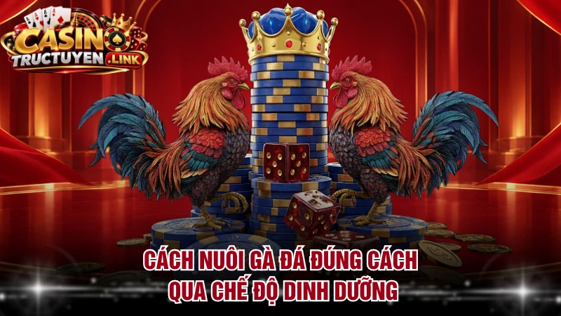 Cách nuôi gà đá đúng cách qua chế độ dinh dưỡng