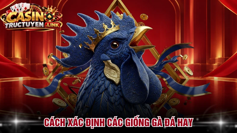 Cách xác định các giống gà đá hay