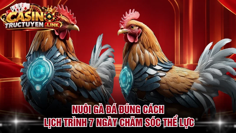 Nuôi Gà Đá Đúng Cách